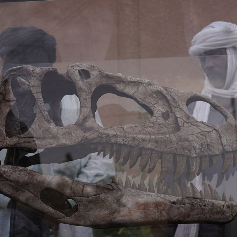 Side view of Afrovenator display
